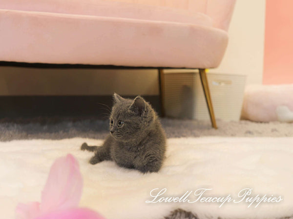 Teacup Munchkin Female [Navi] - Lowell Teacup Puppies inc