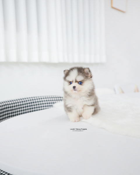 Teacup Pomsky Female [Elsa]