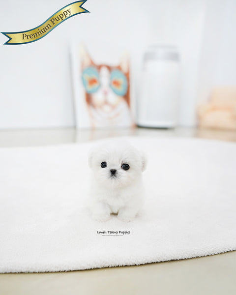 Teacup Maltese Female [Prin]