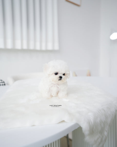 Teacup Bichon Frise Female [Star]