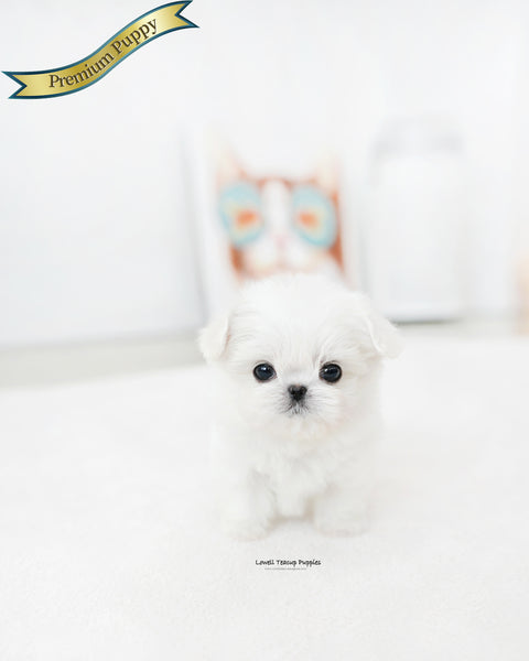 Teacup Maltese Female [Prin]