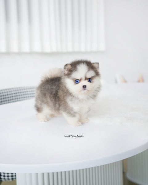 Teacup Pomsky Female [Elsa]