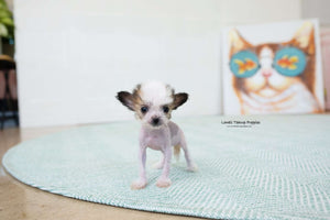 Teacup Chinese Crested Female [Charlotte] - Lowell Teacup Puppies inc