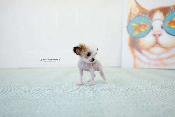 Teacup Chinese Crested Female [Charlotte] - Lowell Teacup Puppies inc