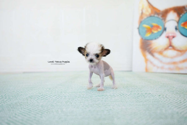 Teacup Chinese Crested Female [Charlotte] - Lowell Teacup Puppies inc