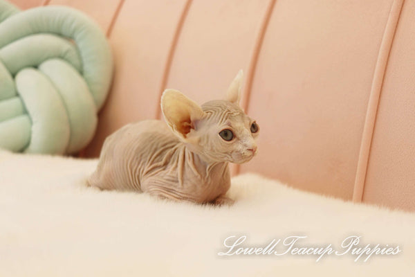 Teacup Sphynx Female [Genie] - Lowell Teacup Puppies inc