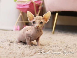 Teacup Sphynx Female [Genie] - Lowell Teacup Puppies inc