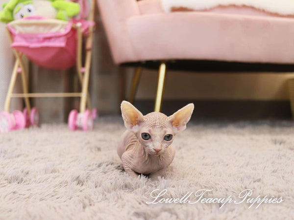 Teacup Sphynx Female [Genie] - Lowell Teacup Puppies inc