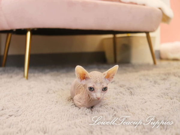 Teacup Sphynx Female [Genie] - Lowell Teacup Puppies inc