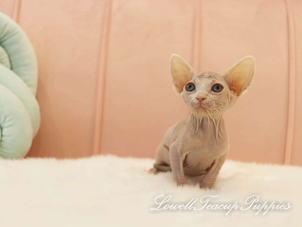 Teacup Sphynx Female [Genie] - Lowell Teacup Puppies inc