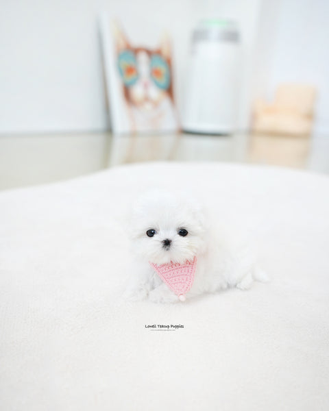 Teacup Maltese Female [Moco]