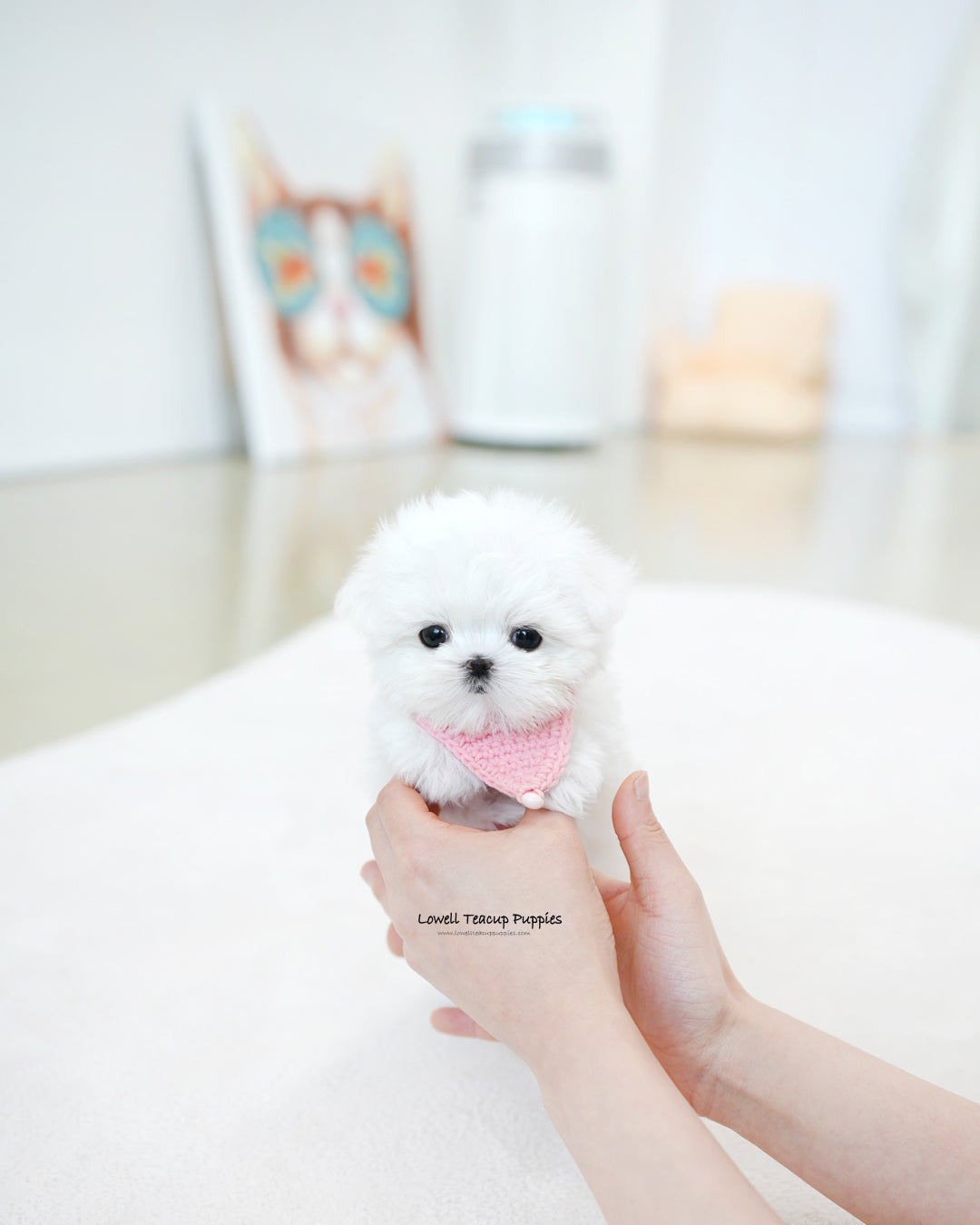 Teacup Maltese Female [Moco]