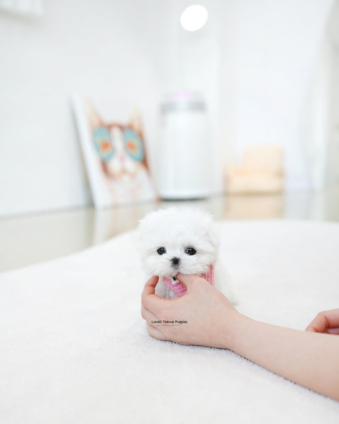 Teacup Maltese Female [Moco]