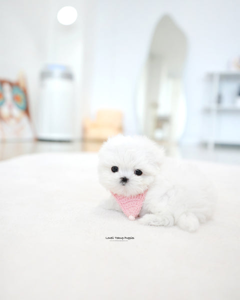 Teacup Maltese Female [Moco]