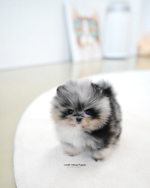 Teacup Pomeranian Female [Benny]