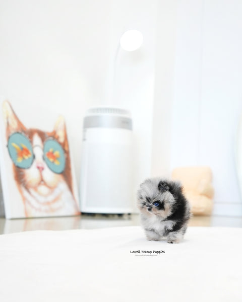 Teacup Pomeranian Female [Benny]