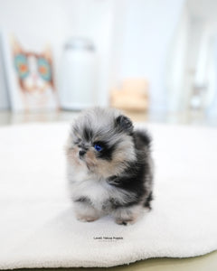 Teacup Pomeranian Female [Benny]