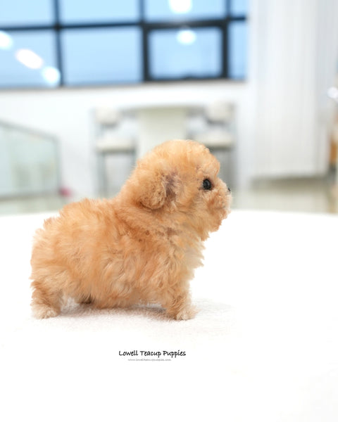 Teacup Poodle Female [Moon]