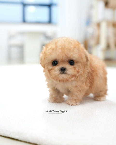 Teacup Poodle Female [Moon]