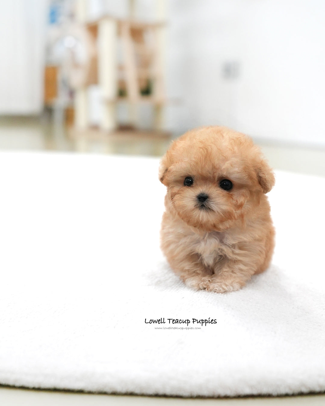 Teacup Poodle Female [Moon]