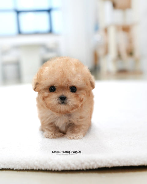 Teacup Poodle Female [Moon]