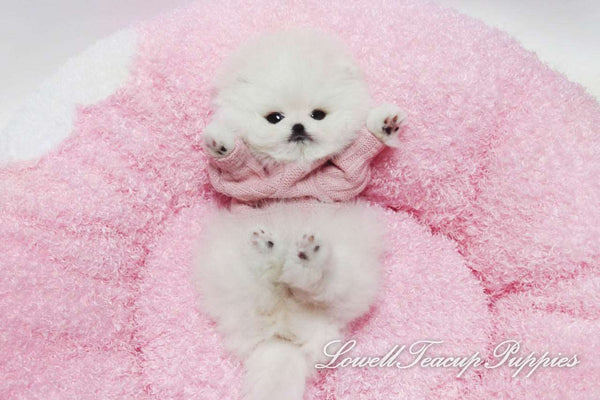 Teacup Pomeranian Female [Merry] - Lowell Teacup Puppies inc