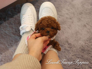 Teacup Poodle Male [Tank] - Lowell Teacup Puppies inc