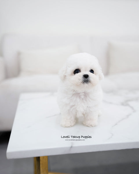 Mini Bichon Frise Female [Vida]