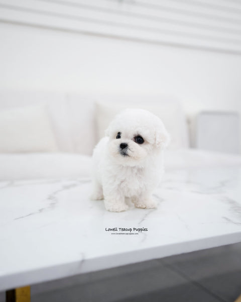 Mini Bichon Frise Female [Vida]