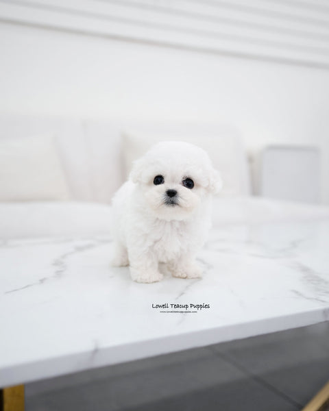 Mini Bichon Frise Female [Vida]