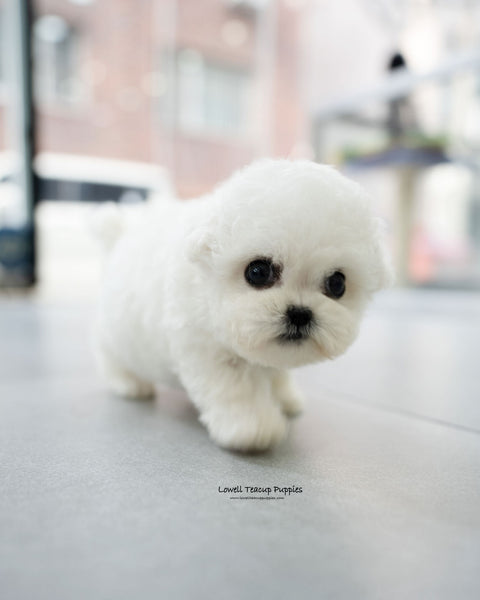 Mini Bichon Frise Female [Vida]