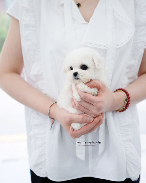 Mini Bichon Frise Female [Vida]