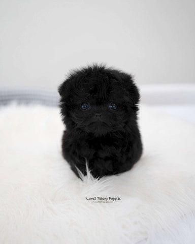 Teacup Maltipoo Male [Bin]