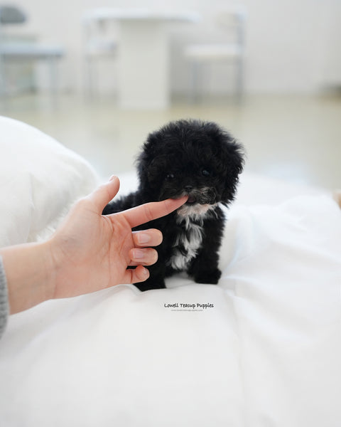 Teacup Poodle Male [Oreo]