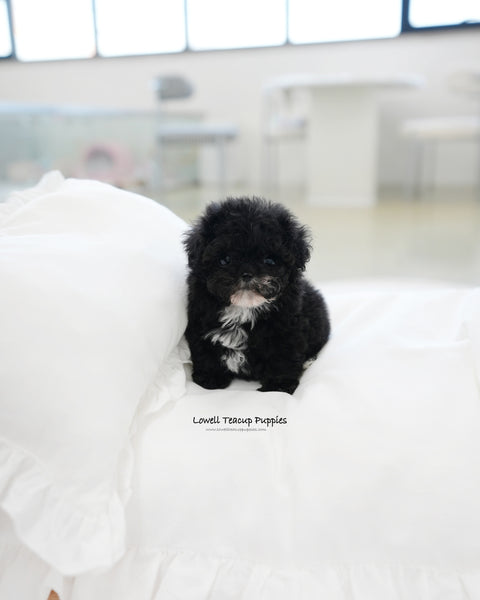 Teacup Poodle Male [Oreo]