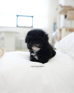 Teacup Poodle Male [Oreo]