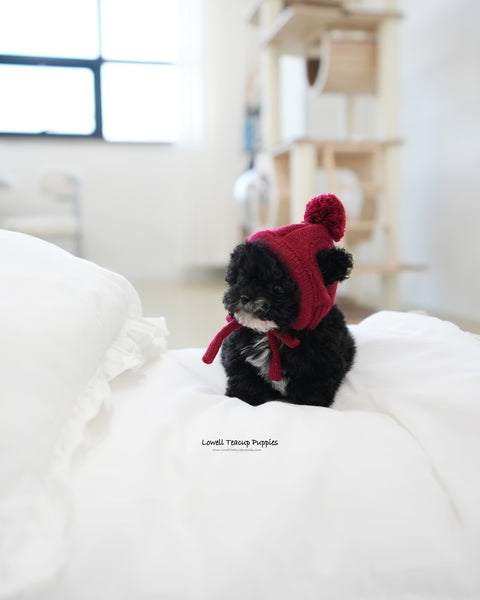 Teacup Poodle Male [Oreo]