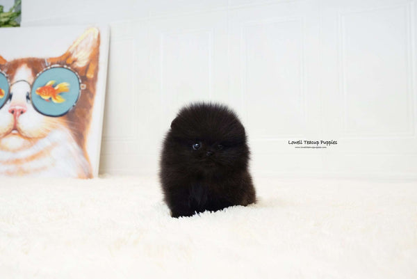 Teacup Pomeranian Male [Dante] - Lowell Teacup Puppies inc