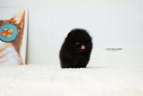 Teacup Pomeranian Male [Dante] - Lowell Teacup Puppies inc