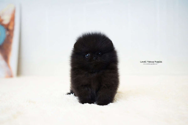 Teacup Pomeranian Male [Dante] - Lowell Teacup Puppies inc