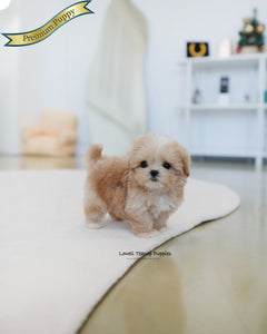 Teacup Maltipoo Male [Latte]