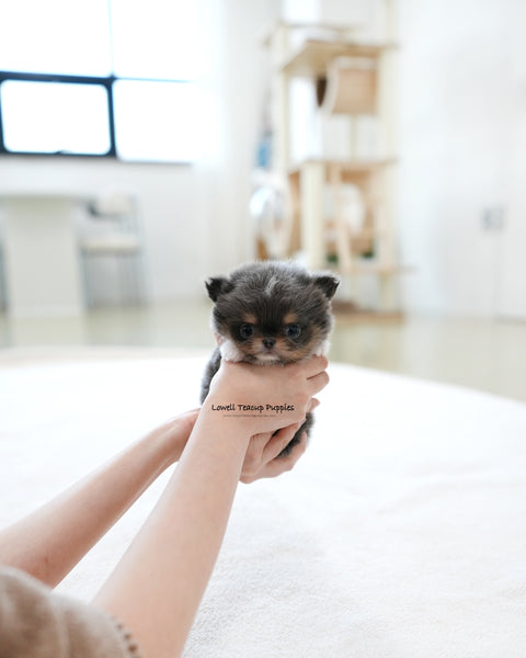 Teacup long hair Chihuahua Male [Kenzo]