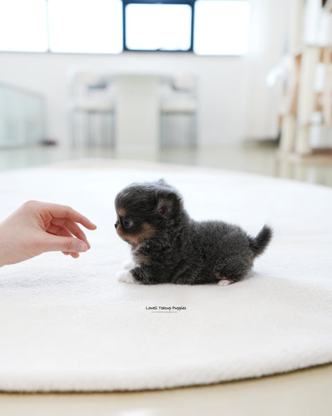 Teacup long hair Chihuahua Male [Kenzo]