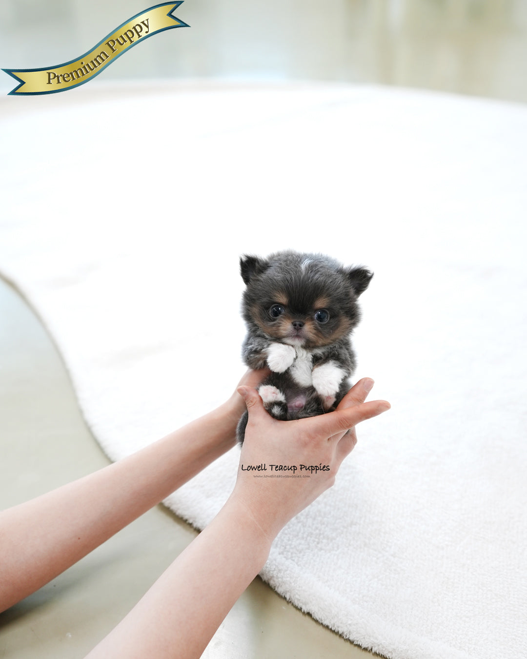 Teacup long hair Chihuahua Male [Kenzo]