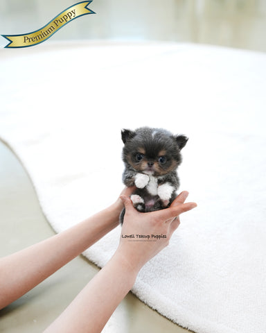 Teacup long hair Chihuahua Male [Kenzo]