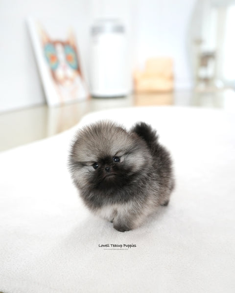 Teacup Pomeranian Male [Theo]