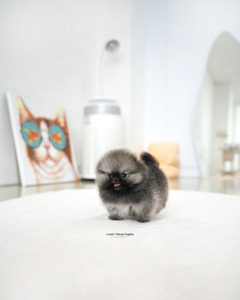 Teacup Pomeranian Male [Theo]