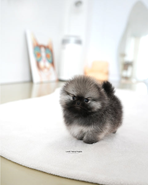 Teacup Pomeranian Male [Theo]