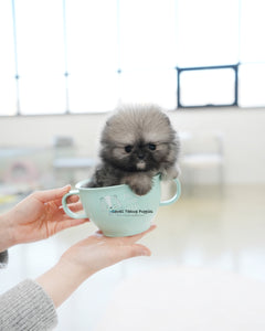 Teacup Pomeranian Female [Tommy]