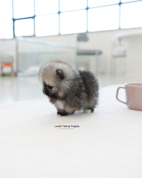 Teacup Pomeranian Female [Tommy]